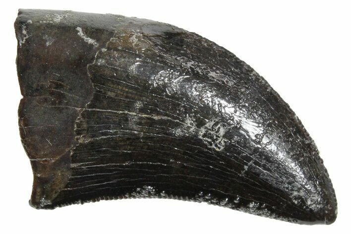 Serrated, Tyrannosaur (Nanotyrannus) Tooth - Montana #350411